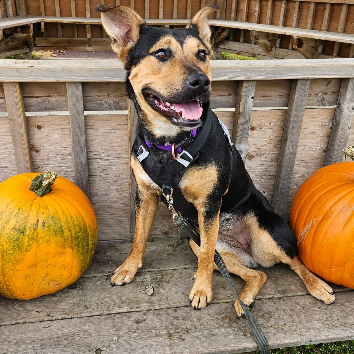 EdmontonHumane's tweet photo. Today on @GlobalEdmonton, Dr. Ted Purcell told viewers about sweet &amp; silly adoptable pup, Willow ❤️

This 1-year-old rottweiler mix is full of energy, spunk &amp; most of all, love 🫶 She adores people &amp; will bring so much laughter to her home 🏠

Meet Willow: https://t.co/Jxnoqgi1ao https://t.co/tsN7ALrI2r