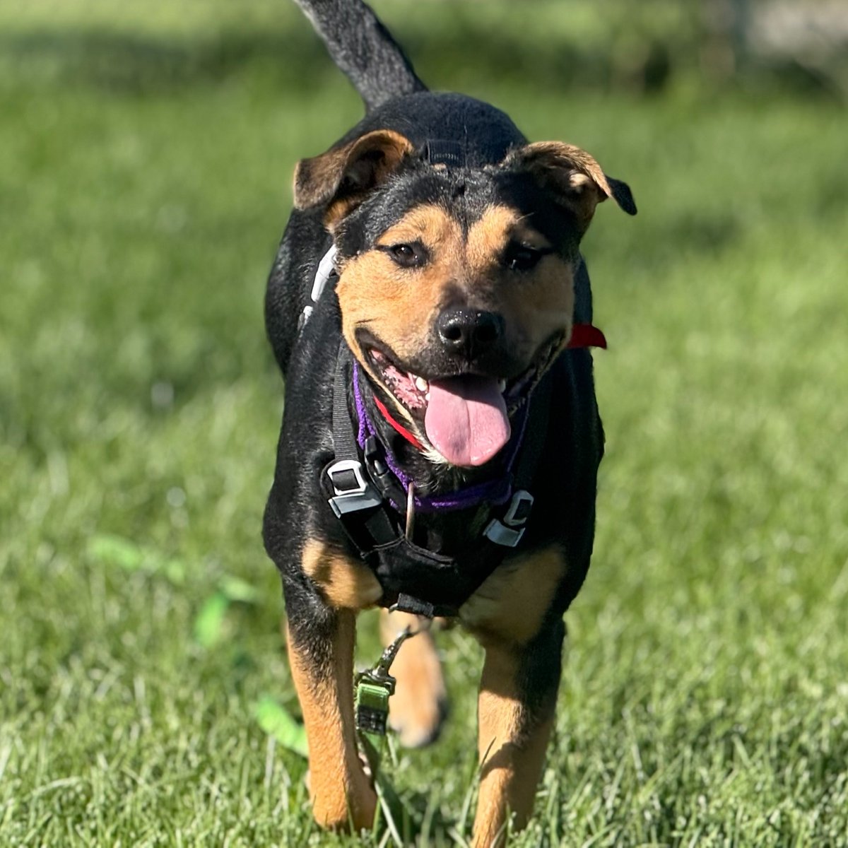EdmontonHumane's tweet photo. Today on @GlobalEdmonton, Dr. Ted Purcell told viewers about sweet &amp; silly adoptable pup, Willow ❤️

This 1-year-old rottweiler mix is full of energy, spunk &amp; most of all, love 🫶 She adores people &amp; will bring so much laughter to her home 🏠

Meet Willow: https://t.co/Jxnoqgi1ao https://t.co/tsN7ALrI2r
