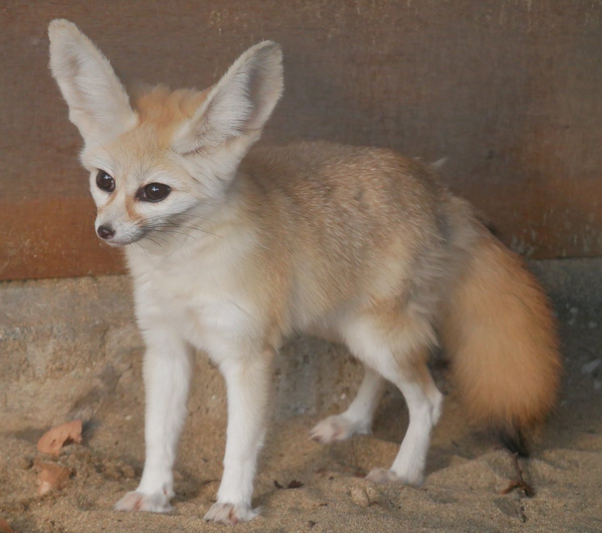 applekisaragi23's tweet photo. 昨日(10/14)のフェネック🦊のカマルくん🦊です☺️

#井の頭自然文化園　#フェネック https://t.co/cQPJNrmCHN