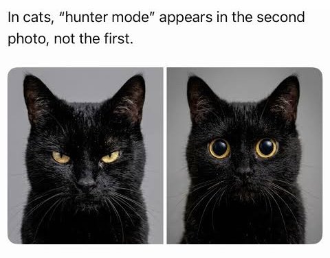 penoontwt's tweet photo. His stupid beard always reminds me of a cat
#deadlock https://t.co/3hnicrEyTp