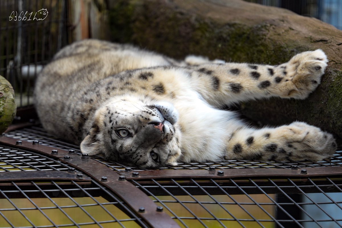 636b1h's tweet photo. コボと、一定の距離を保っていた
美しいユーリ
ごろん➰

ユキヒョウ　snowleopard 
ユーリ　JULI
コボ 　KOVO
旭山動物園 https://t.co/1C0zhi7VUt