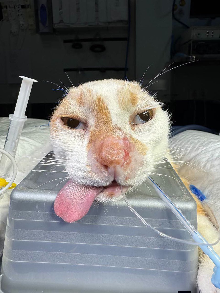 rescuehomea's tweet photo. Baka's Second Surgery update 🐈🌈 

Baka successfully went through his second surgery which was done to completely kill his cell cancer...

We are praying that the Cancer is now neutralized 

Support is needed to pay his vet debts of $500 

Donorbox Fundraiser Link in bio 🙏 https://t.co/QNoOFlPNLR