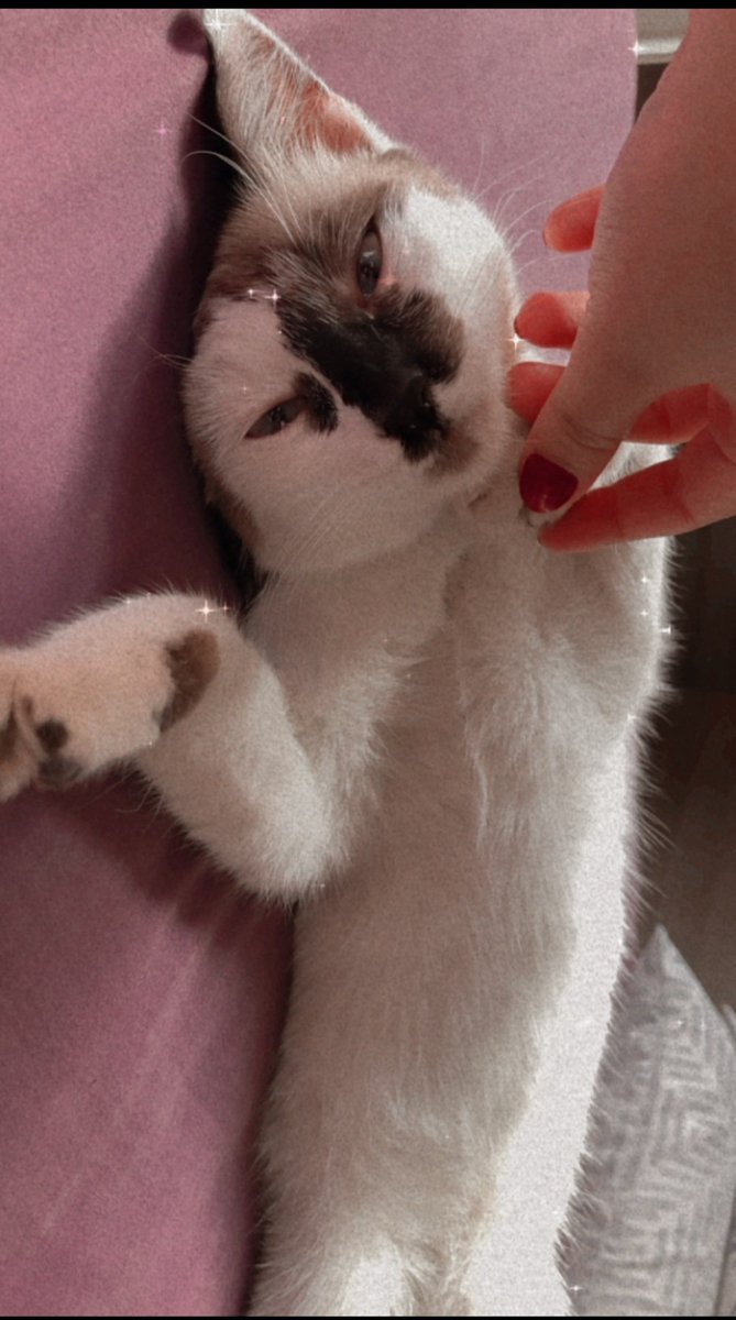 visperidona's tweet photo. o plano era colocar ela na adoção já que tinha adotado mais duas gatas mas obviamente não consegui, a semelhança era gritante e o apego foi instantâneo, essa é a nutella depois de uns dias em casa https://t.co/lF6SRNerrI