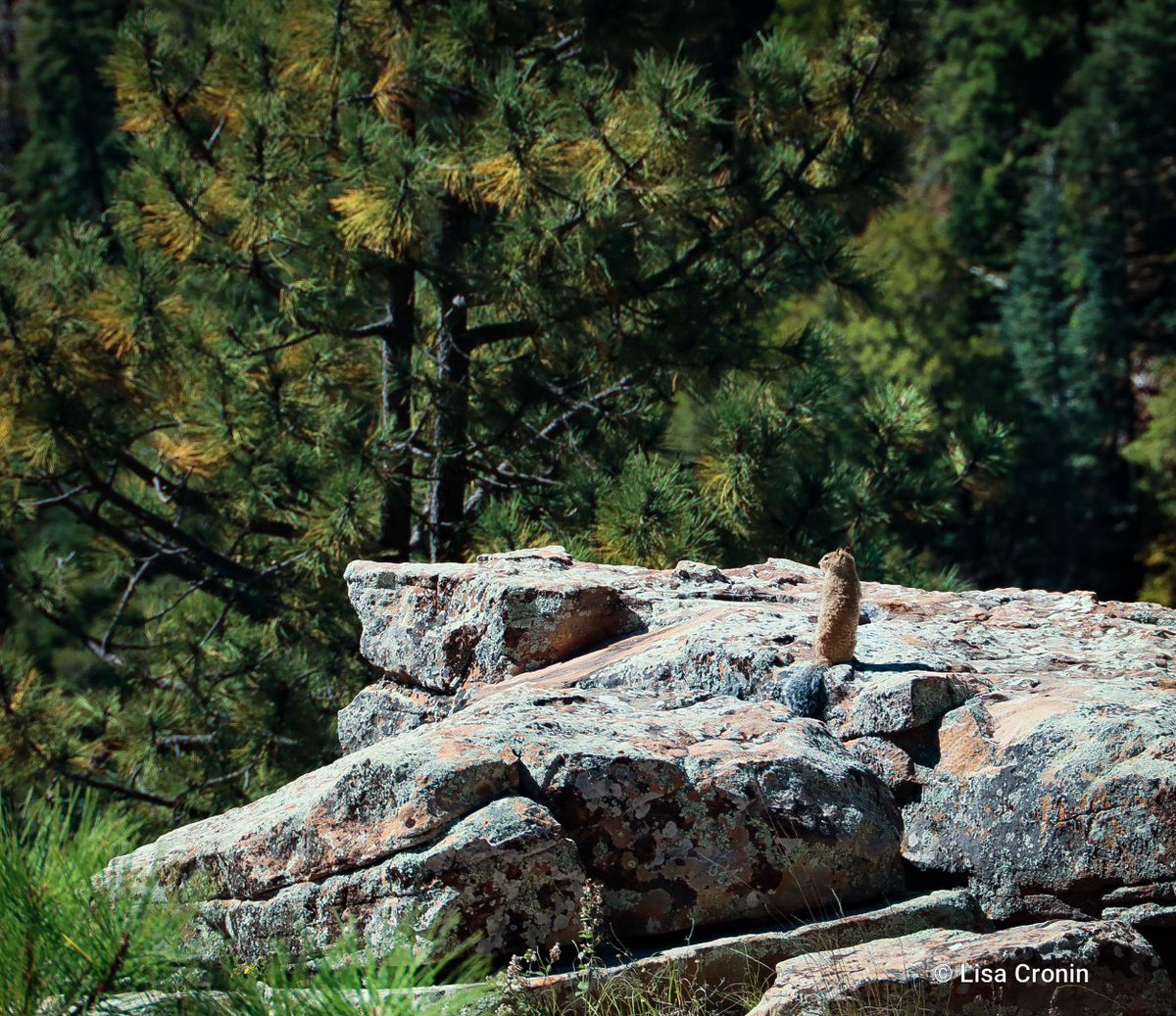 Lcronin122's tweet photo. A sweet soul takes in the view from 7500ft on the Mogollon Rim outside of Payson Arizona 🌲 Absolutely off the charts adorable 🐿
#naturephotography #beautyofnature #forest #hiking https://t.co/MzJy9136Se
