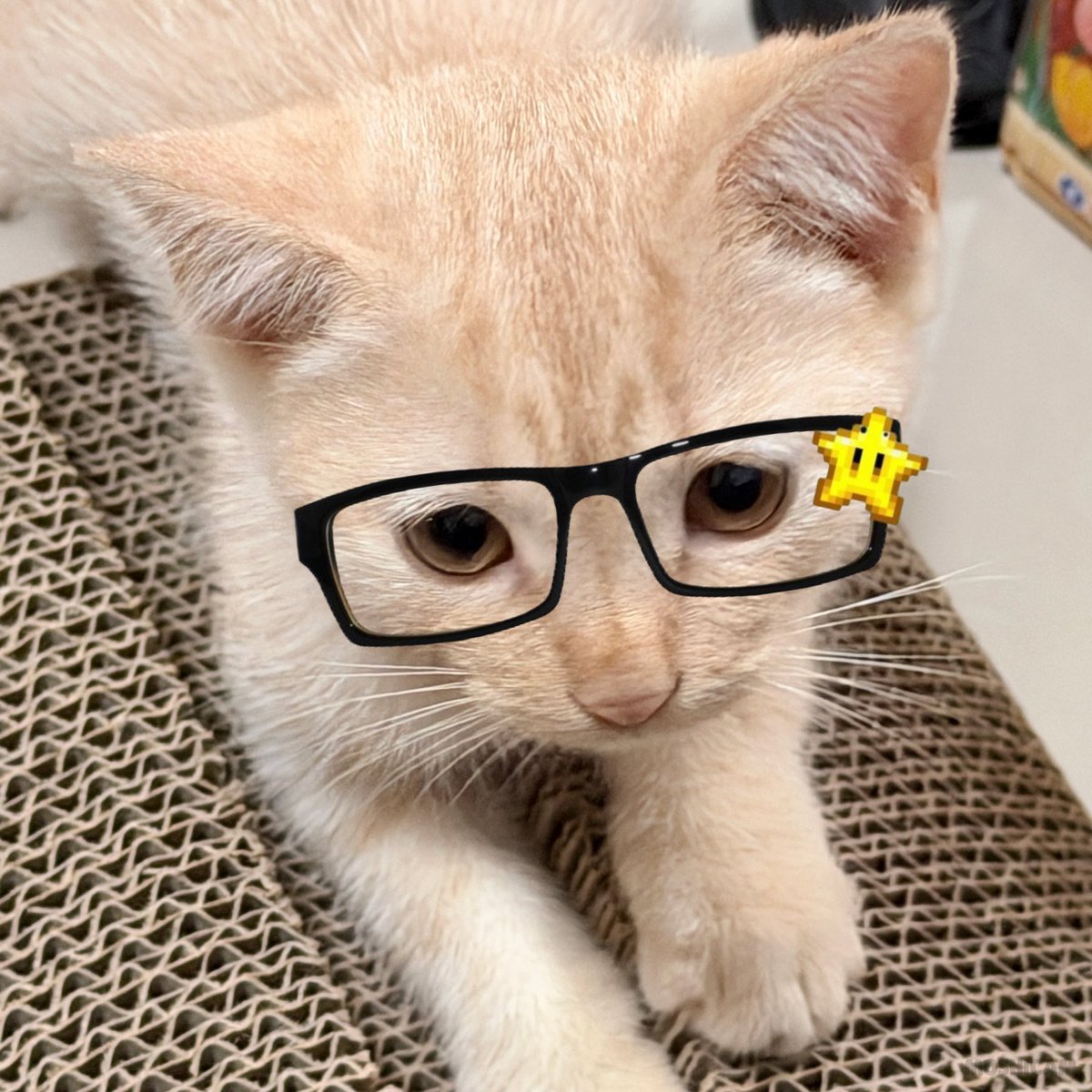 ktmatchaa's tweet photo. ใส่แว่นแล้ว หล่อมั้ยคับ🐱 https://t.co/YHFxbZRr5A