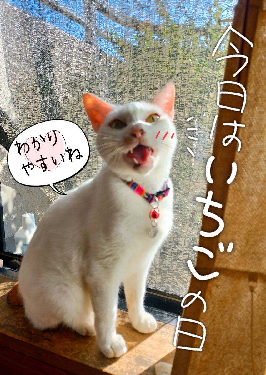 rioriojyaneiro's tweet photo. おはりおございます
もくもく行こう木曜日～！
今日は雨の心配は無さそうかな？
楽しい一日を！ https://t.co/B56jsxmwlU