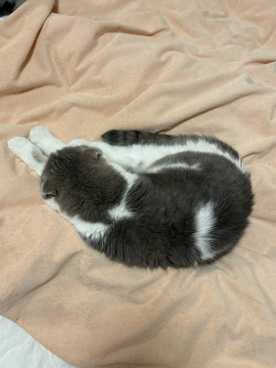 snowteddy_77's tweet photo. 早朝の福ちゃん💓💓💓 https://t.co/RK9IRPyrjC