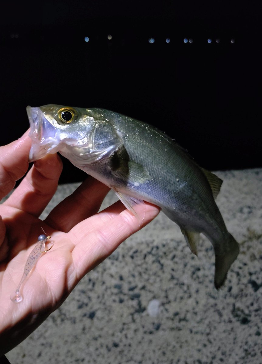 shoreriverFish tweet picture