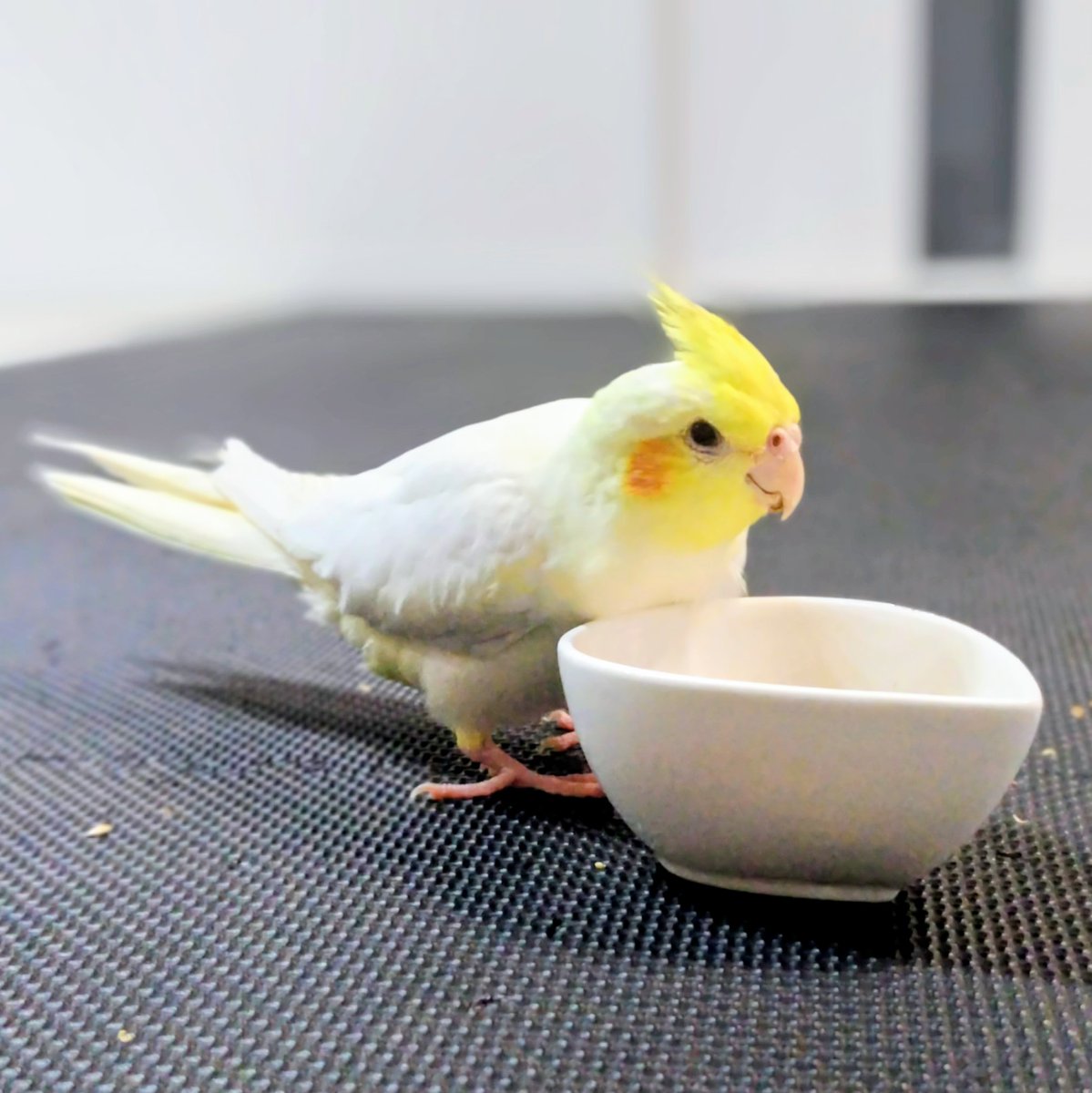 TSUBASA6077's tweet photo. 【拡散希望】
オカメインコの迷子情報です

場所：神戸市垂水区霞ヶ丘
日時：26/10/14 14時
名前：みつ
特徴：ルチノーで、薄黄色の体です。臆病です。

情報お持ちの方、下記までご連絡を
npotsubasa@tsubasa0615.org
情報拡散のご協力お願いします https://t.co/kxnsG5xITq