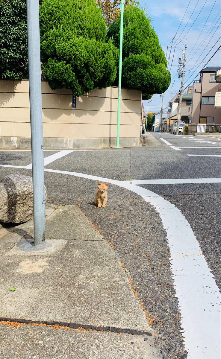 catnose99's tweet photo. しにかけヒッチハイクネコ
8歳になる https://t.co/vlHlHZQ9GL