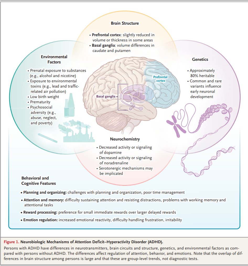 ElPaido's tweet photo. Una revisión clínica publicada en @NEJM abordó uno de los problemas más importantes de la psiquiatría contemporánea: el reconocimiento, diagnóstico y tratamiento del TDAH en adultos. 

Puntos clave:

🔹 Prevalencia: afecta aproximadamente al 2.5% de los adultos jóvenes en el mundo. Persiste hasta la adultez en al menos un tercio de los casos infantiles.

🔹 Manifestaciones: predominan las dificultades de atención, planificación, organización del tiempo e inquietud interna. La desregulación emocional es frecuente, aunque no constituye un criterio diagnóstico central.

🔹 Comorbilidades: son frecuentes la ansiedad, depresión, alteraciones del sueño y trastornos por consumo de sustancias. También se describen asociaciones con obesidad y enfermedades cardiovasculares.

🔹 Diagnóstico: es clínico. Requiere síntomas desde la infancia, presencia en múltiples contextos y deterioro funcional. Ningún cuestionario, prueba neuropsicológica o estudio de imagen confirma por sí solo el TDAH.

🔹 Tratamiento farmacológico: los estimulantes, como metilfenidato y anfetaminas, son opciones de primera línea según la mayoría de las guías. Los no estimulantes también tienen un papel importante. La elección debe individualizarse y requiere seguimiento.

🔹 Psicoterapia: la terapia cognitivo-conductual adaptada al TDAH puede mejorar la organización y el funcionamiento cotidiano, especialmente como complemento del tratamiento farmacológico.

🔹 Mujeres: el diagnóstico suele realizarse más tarde y los síntomas pueden confundirse con ansiedad o depresión.

Mensaje para todos: no toda distracción es TDAH, pero tampoco debemos ignorarlo en adultos con quejas cognitivas persistentes.

Diagnosticar correctamente implica evaluar la historia del desarrollo, identificar comorbilidades y ofrecer tratamiento basado en evidencia.

¿Estamos reconociendo mejor el TDAH en adultos o estamos confundiendo dificultades cotidianas con un diagnóstico clínico?

https://t.co/UfAAtADaaD