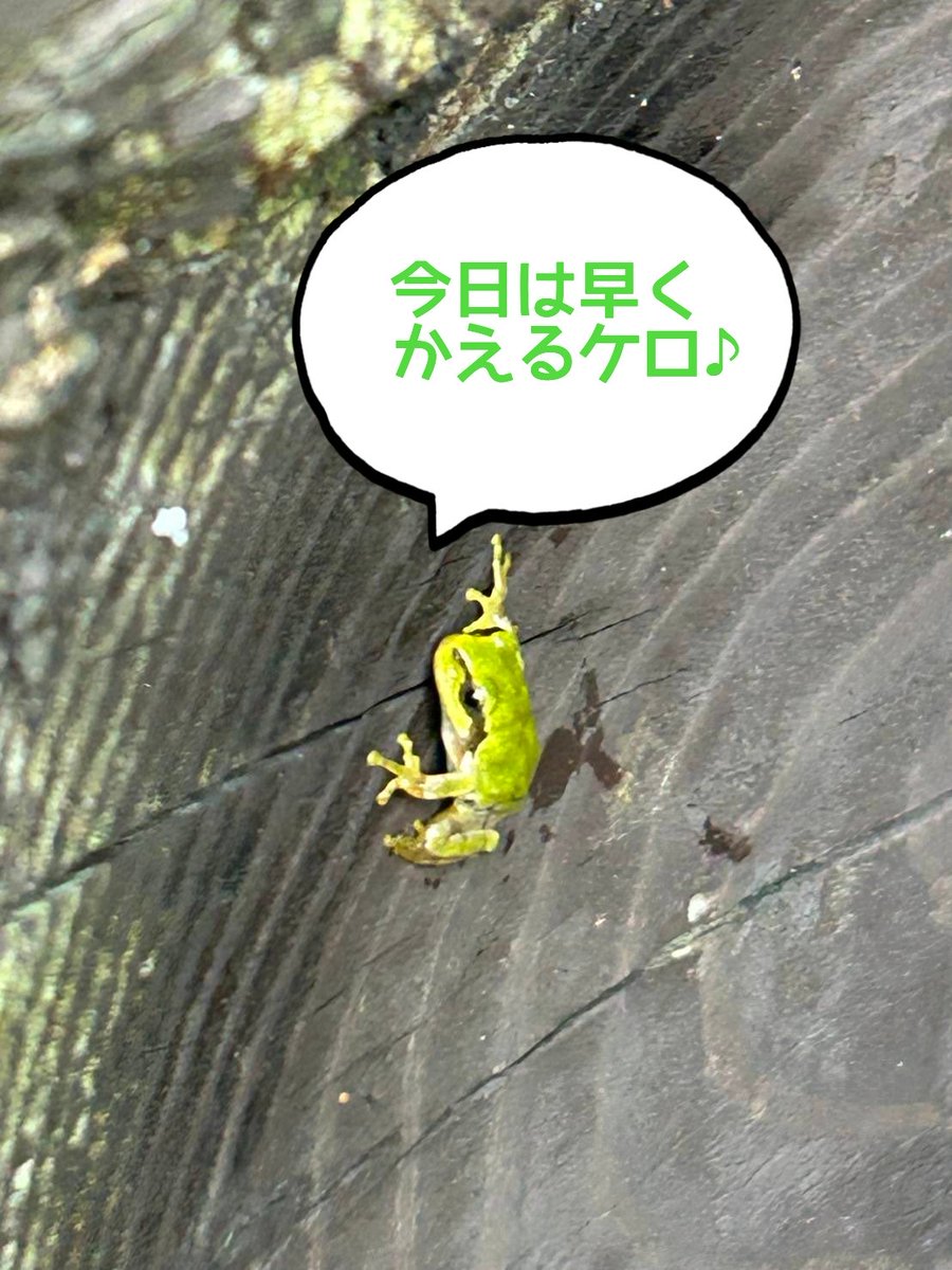 FROGPIT1's tweet photo. 【営業のご案内】

本日15日の営業は
都合により14:00（LO 13:00）までとさせて頂きます🙏
どうぞよろしくお願い致します🐸 https://t.co/box2CJ2gb4