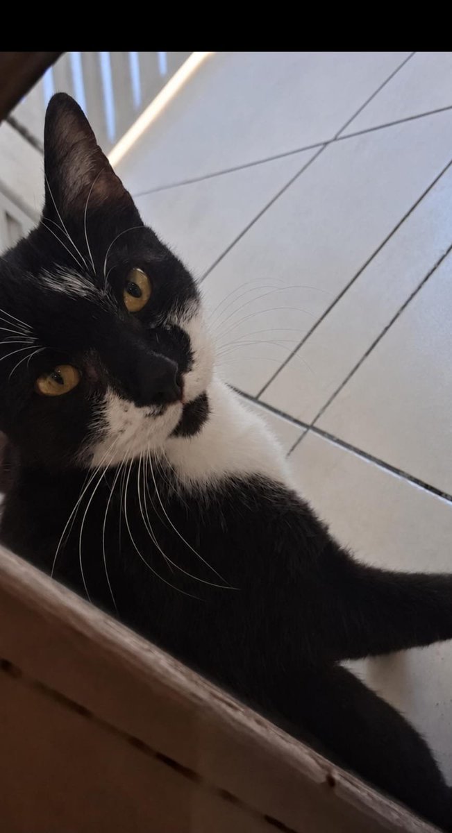 morangoszz's tweet photo. rudo ta com gripe felina e dermatite, hoje ele fez exames de sangue e vai ser cuidado direitinho
esse gato me salvou. https://t.co/nOL7NwHBQ0
