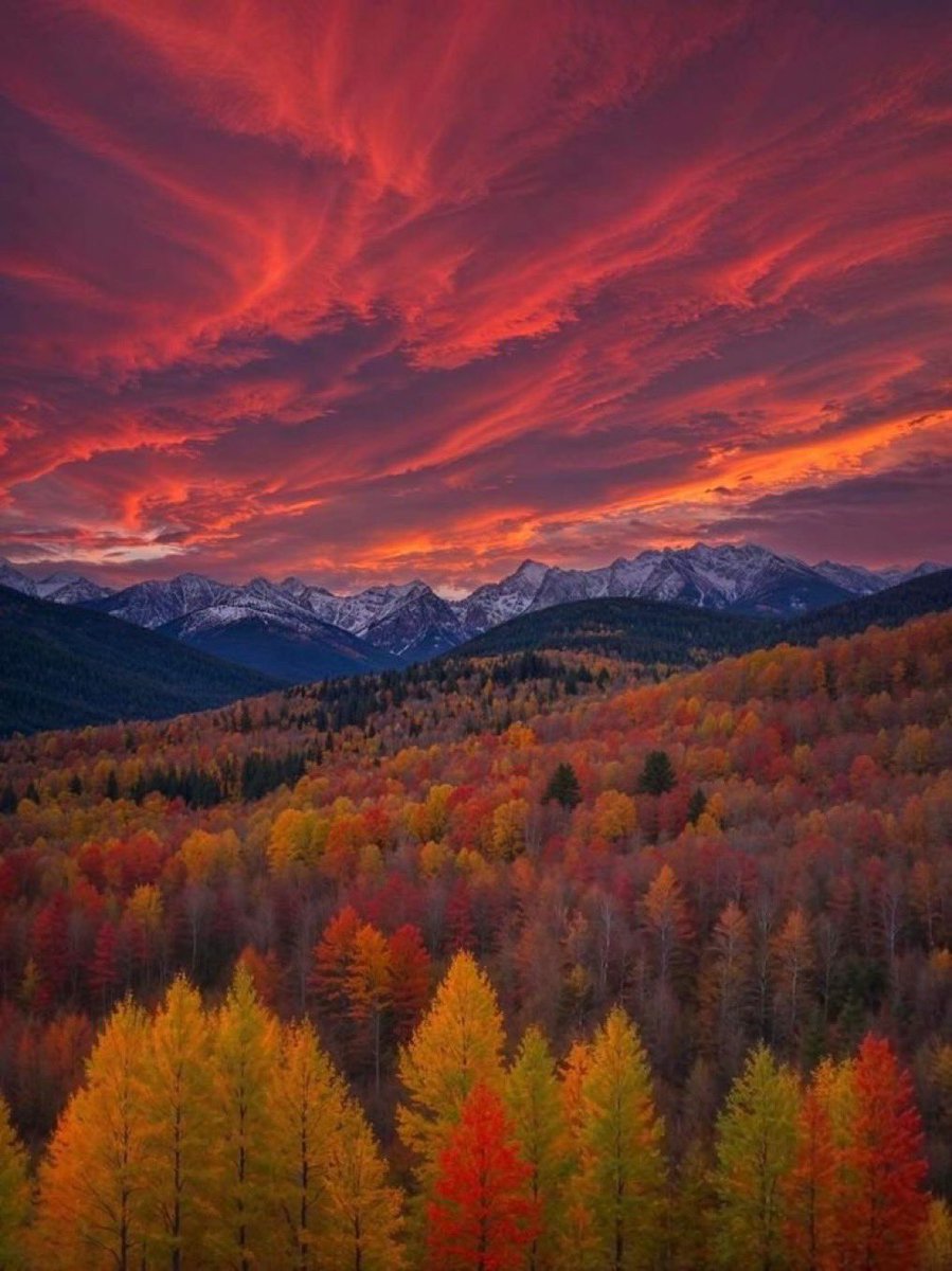 Roseyyyy1998's tweet photo. Beautiful red sky and autumn leaves… https://t.co/WVm0wGQ75a