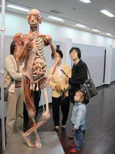 Awakend_Citizen's tweet photo. 「人体の不思議展」で展示品にされた
身元不明のどこかの人たち
死後、本人の同意なく
プラスチック漬けにされ、
皮を剥がれ、
勝手にポーズを取らされ、
変な格好で見世物にされる
死んでも死にきれんな https://t.co/dldNnz9qgu
