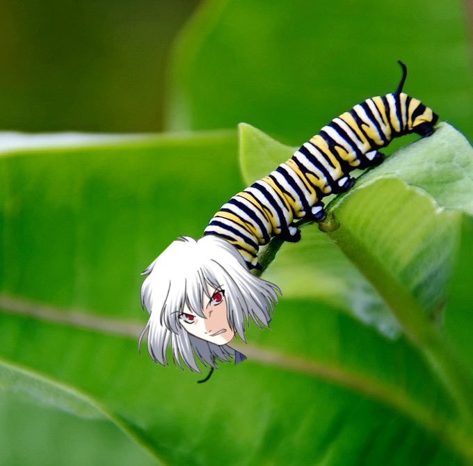 intheboundary's tweet photo. We turned SHIKI into a caterpillar for fun. https://t.co/uw5gFW1boN