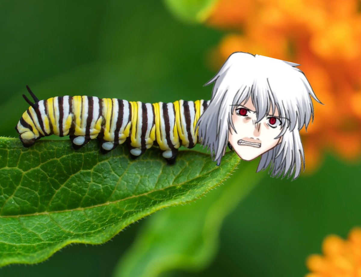 intheboundary's tweet photo. We turned SHIKI into a caterpillar for fun. https://t.co/uw5gFW1boN