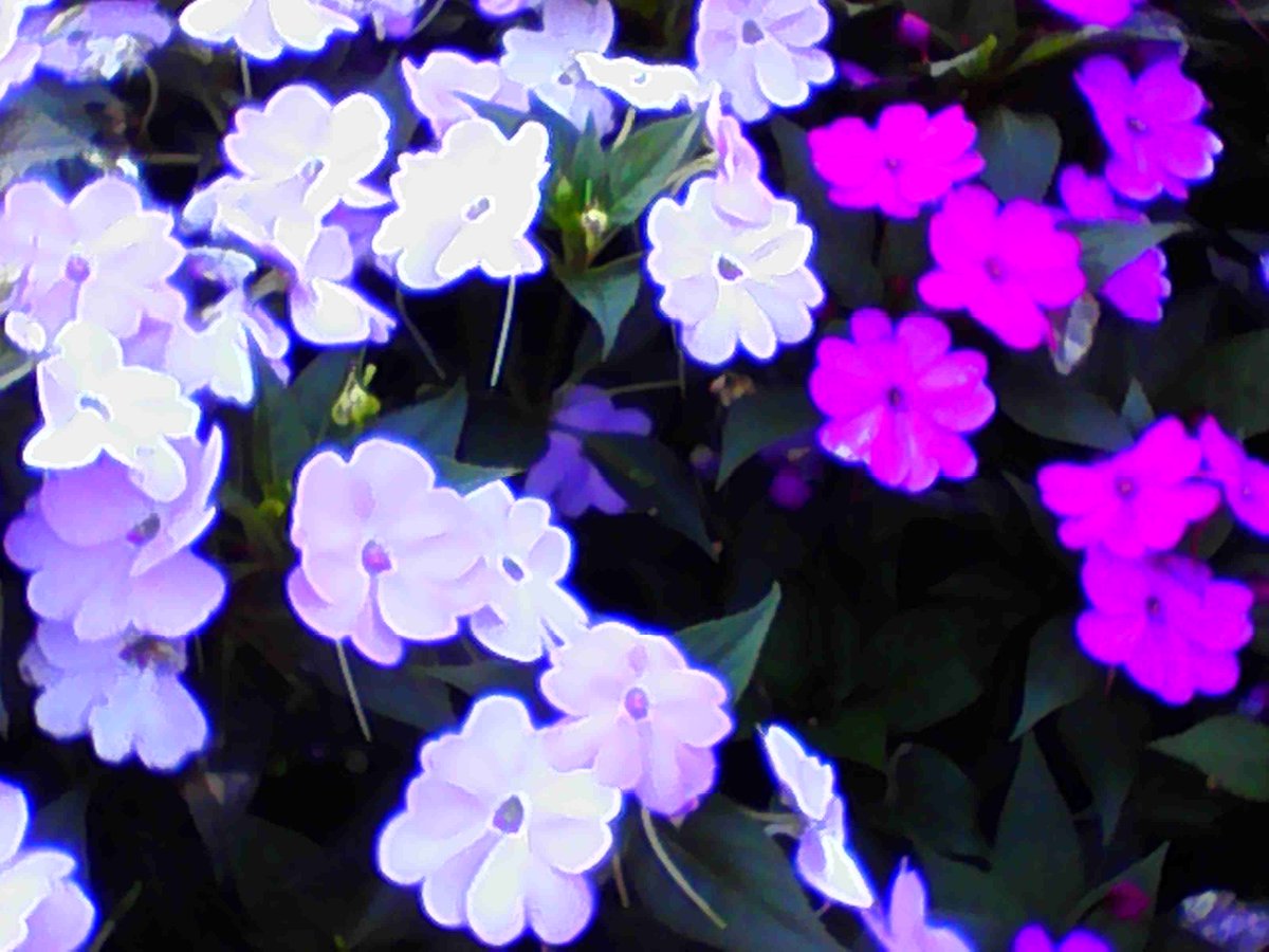 saeri_munakata's tweet photo. おはようございます！
この前トイカメラですごくいい感じの写真が撮れたので載せておきます📷️ https://t.co/PCMkvkXgHV