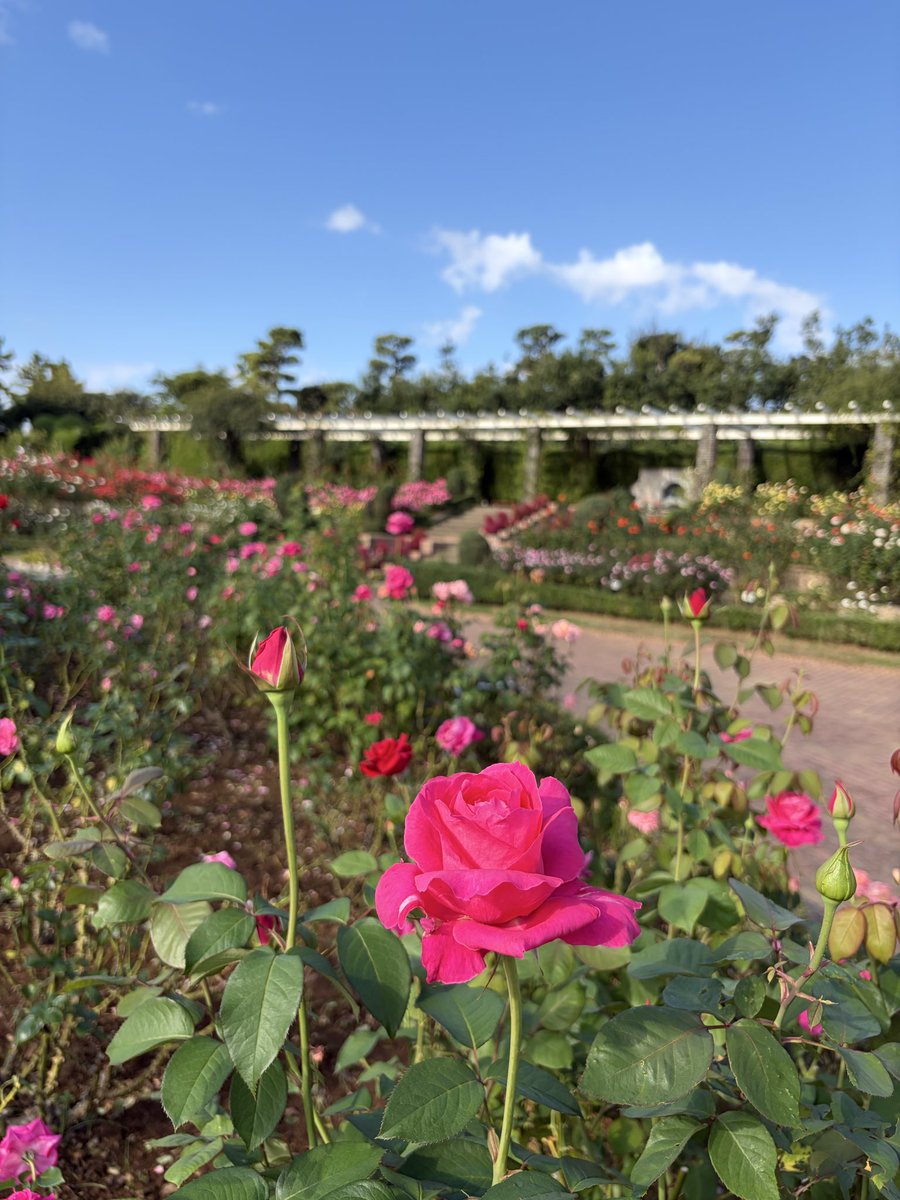 yatsurosegarden's tweet photo. 本日の園内の様子です🌹

品種ごとに見頃を迎え始めています✨
お見逃しのないようご来園ください🙌🏻

詳しい開花状況は
谷津バラ園管理事務所まで
お問い合わせください。

☎047-453-3772

#谷津バラ園 #バラ園 #バラ
#千葉県 #習志野市
#花スポット #バラのある暮らし #秋バラ https://t.co/OkJTVb0FP9