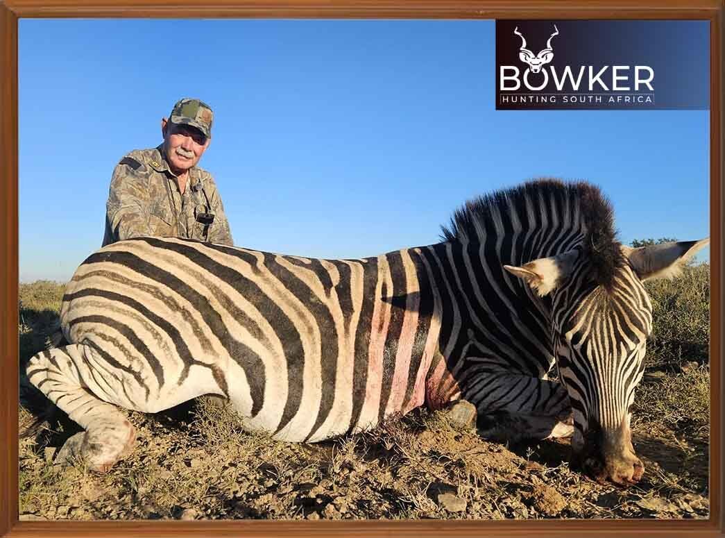 BowkerHuntm's tweet photo. The iconic stripes of Africa, up close and unforgettable. A true safari trophy and a memory to last a lifetime. This is the wild, untamed beauty of South Africa.
#BowkerHunting #AfricaHunting #Zebra https://t.co/EnOaCoUXpj