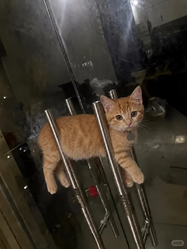 ln956016705356's tweet photo. 猫瘾犯了想看看大家的橘猫 https://t.co/yqYJ18PPhj
