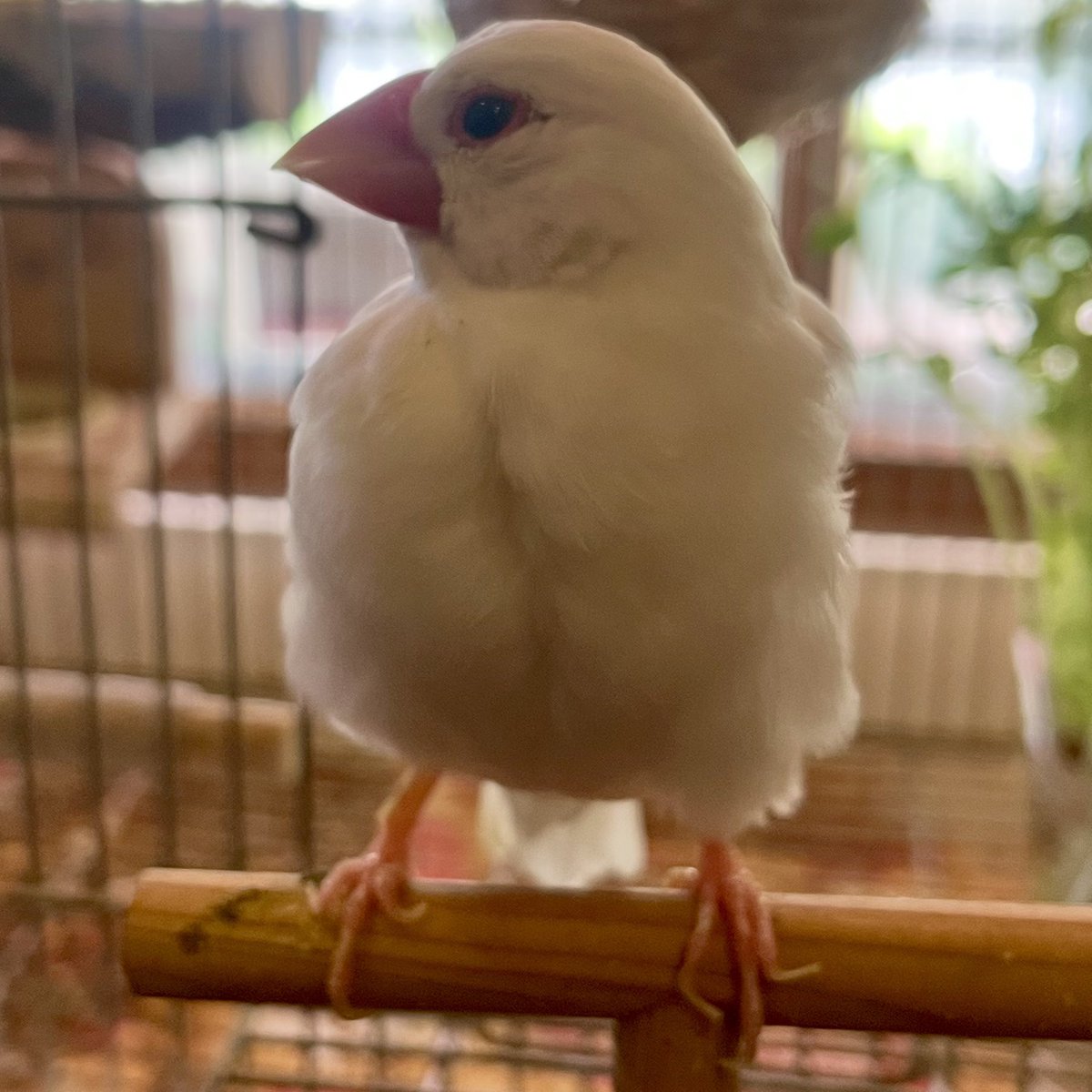 dot_kitchen's tweet photo. おはようございます🐦

本日、お昼に貸切がありまして、
後片付けとかやってると
16時過ぎに通常営業の開店となります。
よろしくお願いいたします💕🐦もなか https://t.co/J5BOvYWgU0