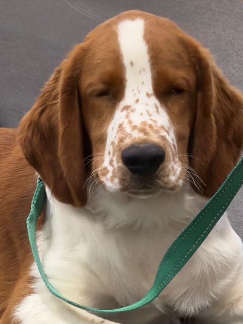 threedogsofva tweet picture