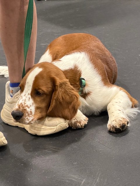 threedogsofva tweet picture