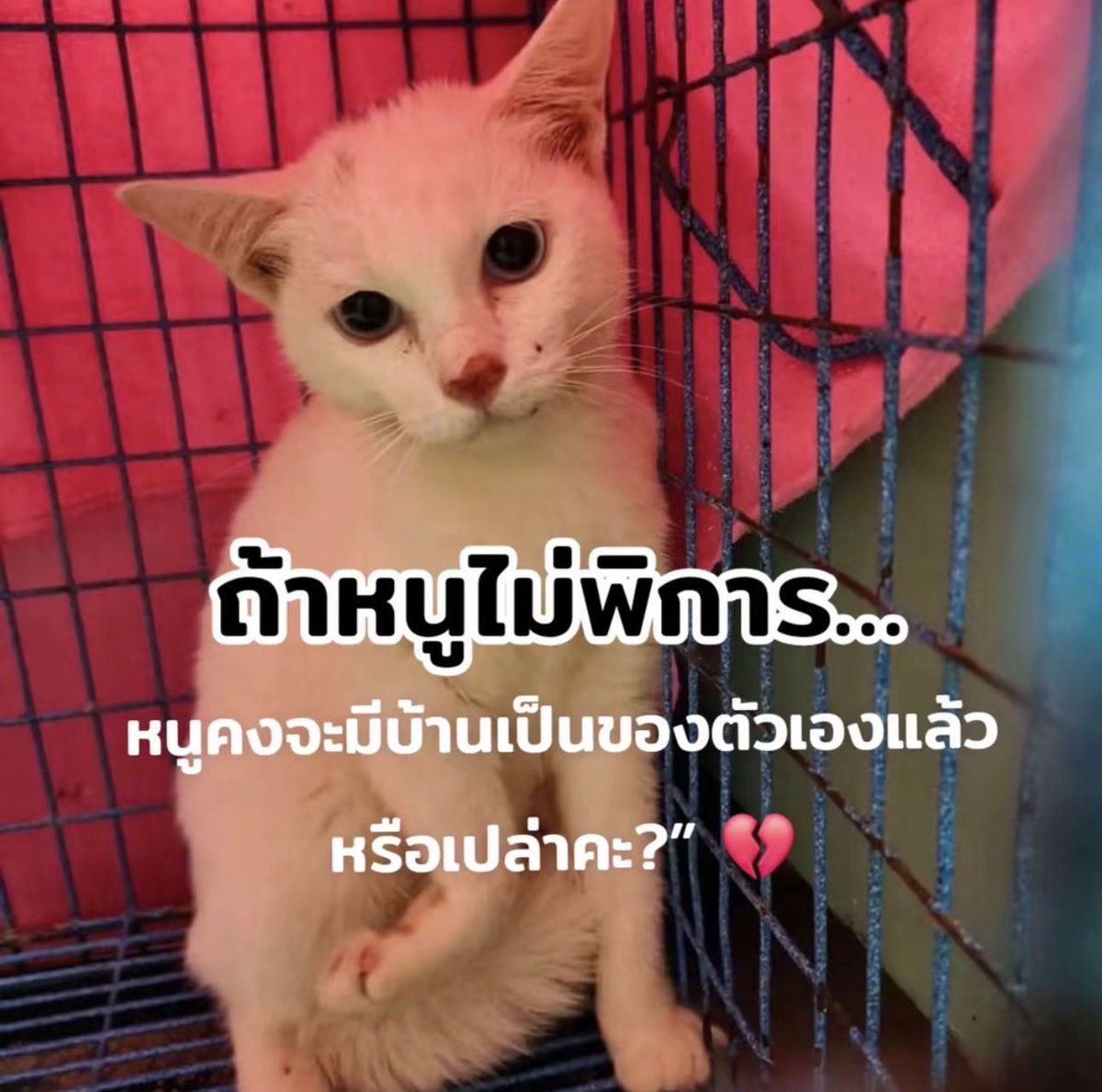 Kerymai_'s tweet photo. น้องแมวจรตัวนี้พิการเลยไม่มีคนอยากรับน้องไปเลี้ยง คนที่ดูแลน้องอยู่ตอนนี้เคยเอาไปฝากที่สถานสงเคราะห์สัตว์แต่เขาอยากให้น้องมีบ้านได้เดินมากกว่าอยู่ในกรงนานๆ ความพิการยังไกลหัวใจน้องเล่นซนได้เหมือนแมวปกติเลย เผื่อมีใครผ่านมาเห็นแล้วถูกชะตาน้องขาว 

พิกัดน้อง: ตลาดพลู ธนบุรี กรุงเทพ https://t.co/uSJ1DVwal5