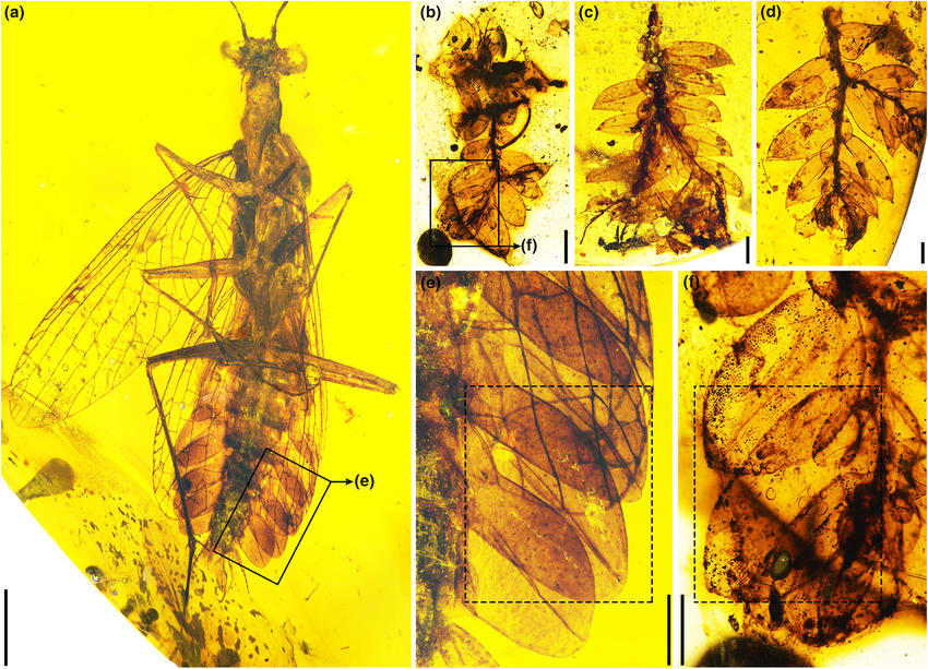 EDGE_Science_'s tweet photo. 🚨NEW STUDY DROP🚨

NEW BUG - Folimantis
Bizarre mantid is found perfectly preserved in Cretaceous Burmese/Kachin amber with abdominal projections that look VERY similar to the leaves of Selaginella grimaldii, indicating possible mimicry.

🎨: Xiaoran Zuo https://t.co/sSOh0Itprg