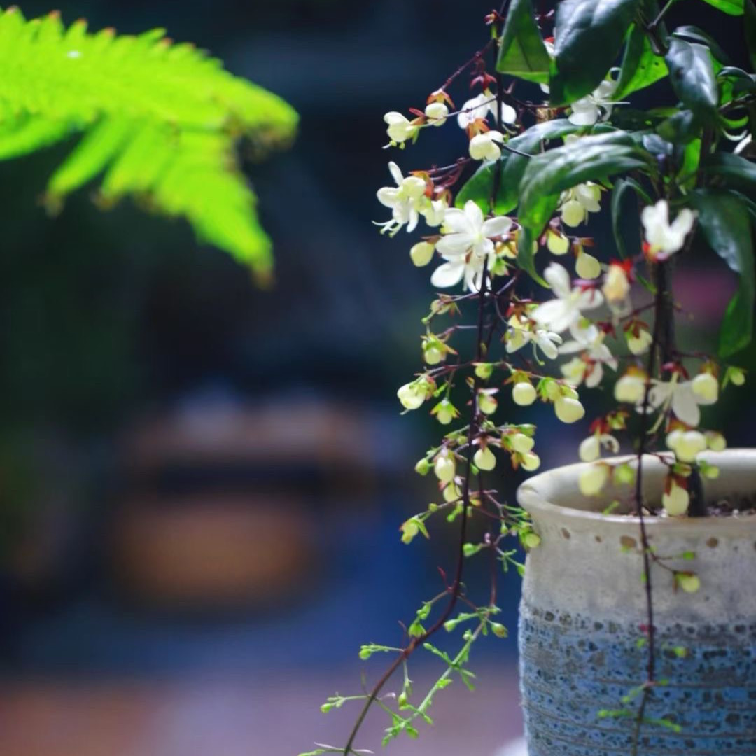 Fannie4uqm's tweet photo. 干笨茁悔至の新芽、空に向かって伸びる様子は、どんなに失敗しても前に進む力をくれる。 https://t.co/zrryTgENjH