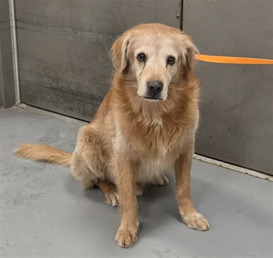cashsmama08's tweet photo. 💔SENIOR BUDDY NEEDS TO GO HOME! OWNER, WHERE ARE YOU?💔 📍RIVERSIDE, CA
9 YEAR OLD BUDDY NEEDS HIS FAMILY TO FIND HIM😓
NO MICROCHIP WAS FOUND, SO PLEASE SPREAD THE WORD!🙏
PLEASE HELP BUDDY GET HOME!🙏❤️
💔A senior dog should not have to spend his golden years in a shelter wondering where his people are. If you recognize Buddy, know his family, or know someone who may be missing him, PLEASE SHARE!🙏
🐶MEET BUDDY — #A1941642
Breed: Golden Retriever
Color: Gold & White
Male
86 pounds
Approximately 9 years old
At San Jacinto Shelter since October 13, 2026
No microchip found
📍Found in the 2800 block of Burgundy Lace Lane, San Jacinto, CA
If Buddy is your dog, the shelter requires you to come in person with identification and proof of ownership to reclaim him.
📍RIVERSIDE COUNTY ANIMAL CONTROL — SAN JACINTO SHELTER
581 S. Grand Avenue, San Jacinto, CA 92582
951-358-7387