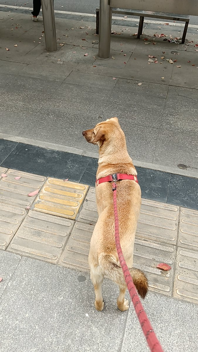 DoreneEllacdw's tweet photo. [缕を纏う朝、犬の吠えが響く——宗さんも今日を待ってた？] https://t.co/Ulv7caglDn
