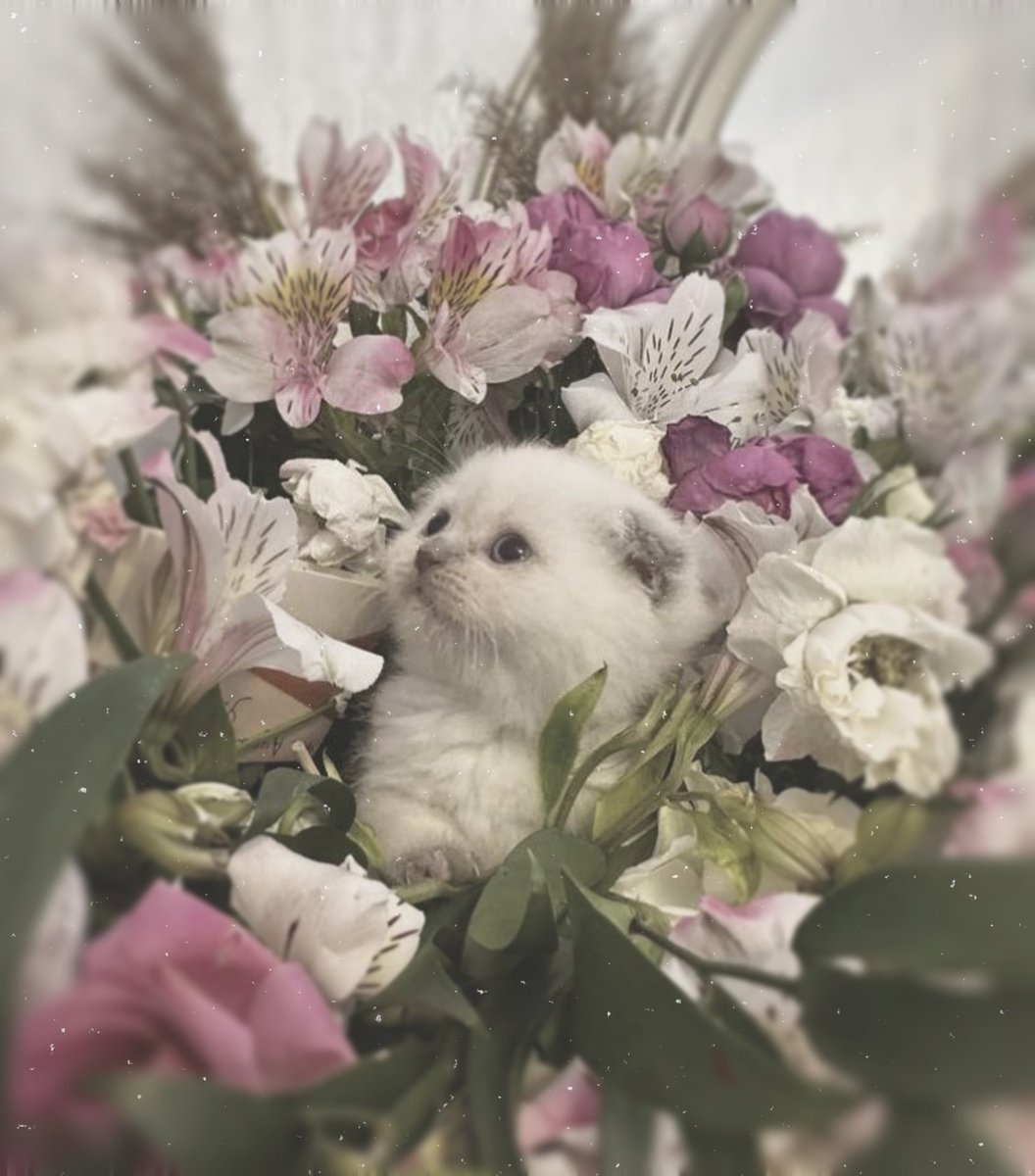 soiseluar's tweet photo. Meu  dia  pode  ter  sido  um  verdadeiro  caos,  mas  poucas  coisas  me  fazem  tão  feliz  quanto  receber  belas  flores.  🌷♡ https://t.co/eMTQ1jjdCS