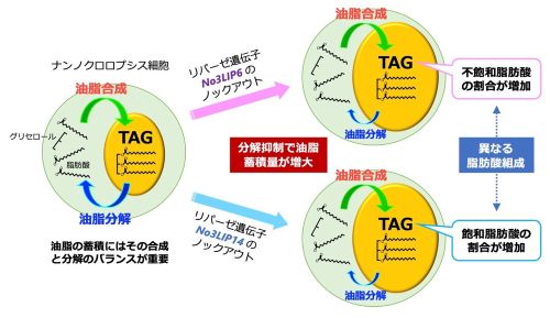 Hiroshima_Sci's tweet photo. 【研究成果】持続可能な次世代燃料などへの活用期待～微細藻類が作る油の「量」と「性質」を決める仕組みを発見 ～https://t.co/Cx3J7rp1kv　坂本 敦 教授は理学部生物科学科の教育・研究も担当しています。#広島大学　#理学部　#生物科学科　#微細藻類　#バイオ燃料　#持続可能な航空燃料 https://t.co/i3d6KDTqwa