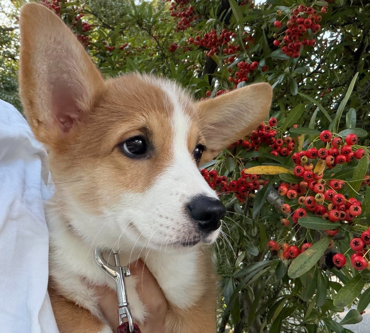 hanpencorgi0710's tweet photo. 抱っこ散歩。まだまだ知らないものだらけ https://t.co/6pxmkINSh6
