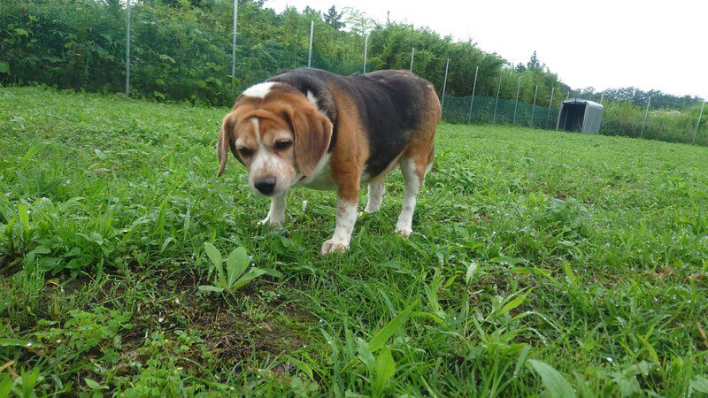 satoya_boshu's tweet photo. 飼育放棄のビーグル♀
推定8歳9ヶ月
♀ 群馬県
@ishimatsuke 

人懐っこくてお転婆。
とにかく食いしん坊で食べ物が落ちていないか常に探している。
かなり活発なので、年齢不詳ですが思ったよりも若いかもしれません https://t.co/VDJitpTVzF