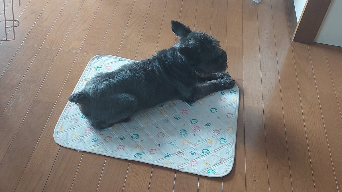 hrhrmiyu's tweet photo. がんもロスで寝不足の平原さんが二度寝。。。
会いたいな、抱っこしたいな。それでちょっとやだなって顔されながらもしょーがない妹だなって親分の顔して私に抱きしめられていて https://t.co/QyZrs0VvtO