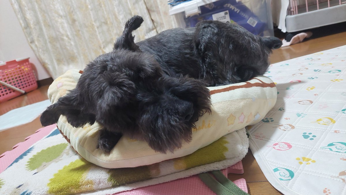 hrhrmiyu's tweet photo. がんもロスで寝不足の平原さんが二度寝。。。
会いたいな、抱っこしたいな。それでちょっとやだなって顔されながらもしょーがない妹だなって親分の顔して私に抱きしめられていて https://t.co/QyZrs0VvtO