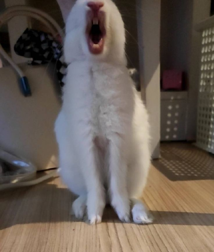 ashyaywoohoo's tweet photo. STOP SCREAMING!!!!!! AHHHHHHH!!!!!!!!!! MY EARS!!!!!!! https://t.co/arps8xlnr6