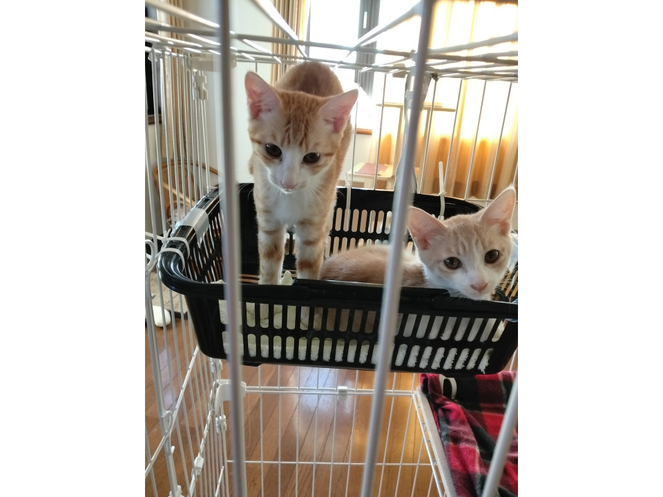 tokyo_foster's tweet photo. 茶白　兄妹2匹で
茨城県 ♂ 生後3ヶ月 の"ちゃた君ちょこちゃん"ちゃんです。
 #猫の里親募集 #茨城県 https://t.co/NzWOh9oh6l