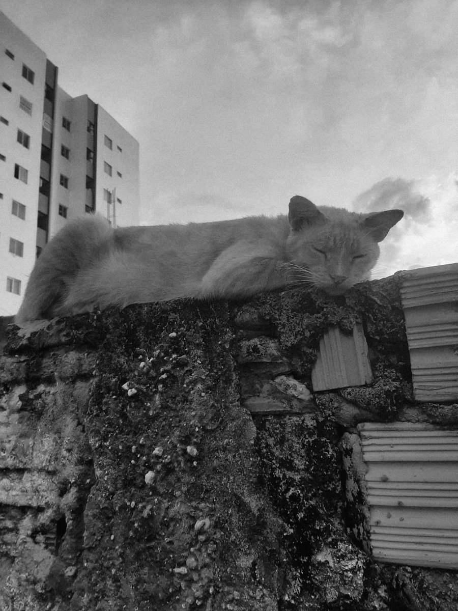 twilightstarxs's tweet photo. E no fim, ele realmente não viu meus filhos e nem ficou velho junto comigo. Vou te amar pra sempre chaninho. https://t.co/3W3fXsLawv