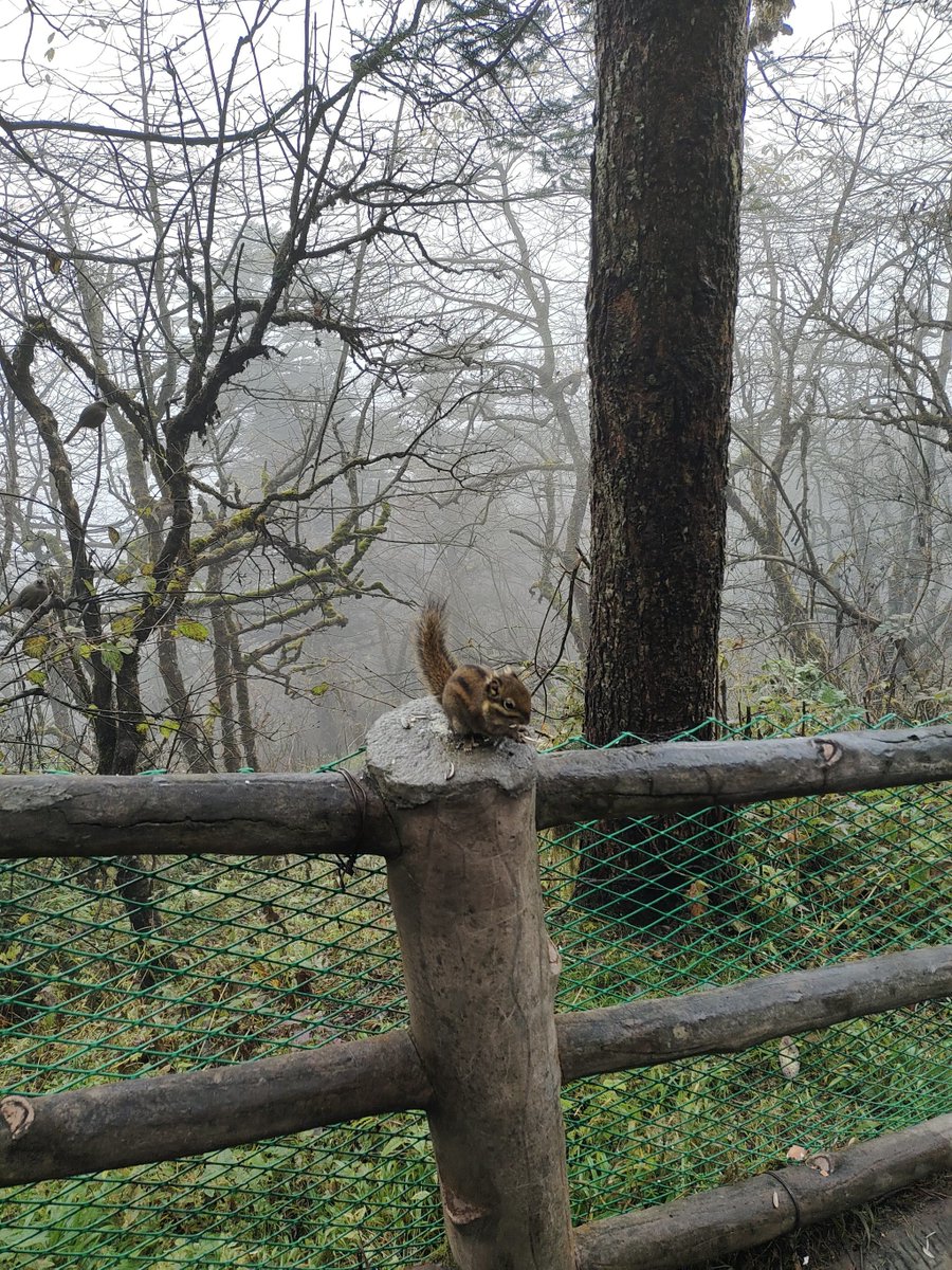 Minyong_me's tweet photo. Need to rescue a stray monkey Shouting alone here, hope someone can help! https://t.co/Hqyzl5sT7w