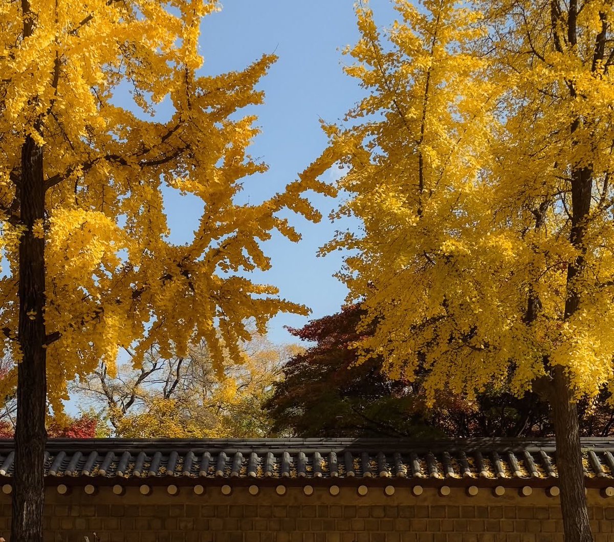 ceolmh3's tweet photo. 10월말에는 종로 서촌 꼭 가셔야합니다

서촌 카멜커피 앞 경복궁 둘레길은 
단풍절정일때는 꼭 걸어야되요 

걸으면서  카메라로 어딜찍어도 작품이 나오는곳 
서촌에 이쁜 카페들도 많아서 야외테이블에
앉아서 커피한잔만 해도 너무 좋은 서촌💕 https://t.co/qB4YDXJ0kr