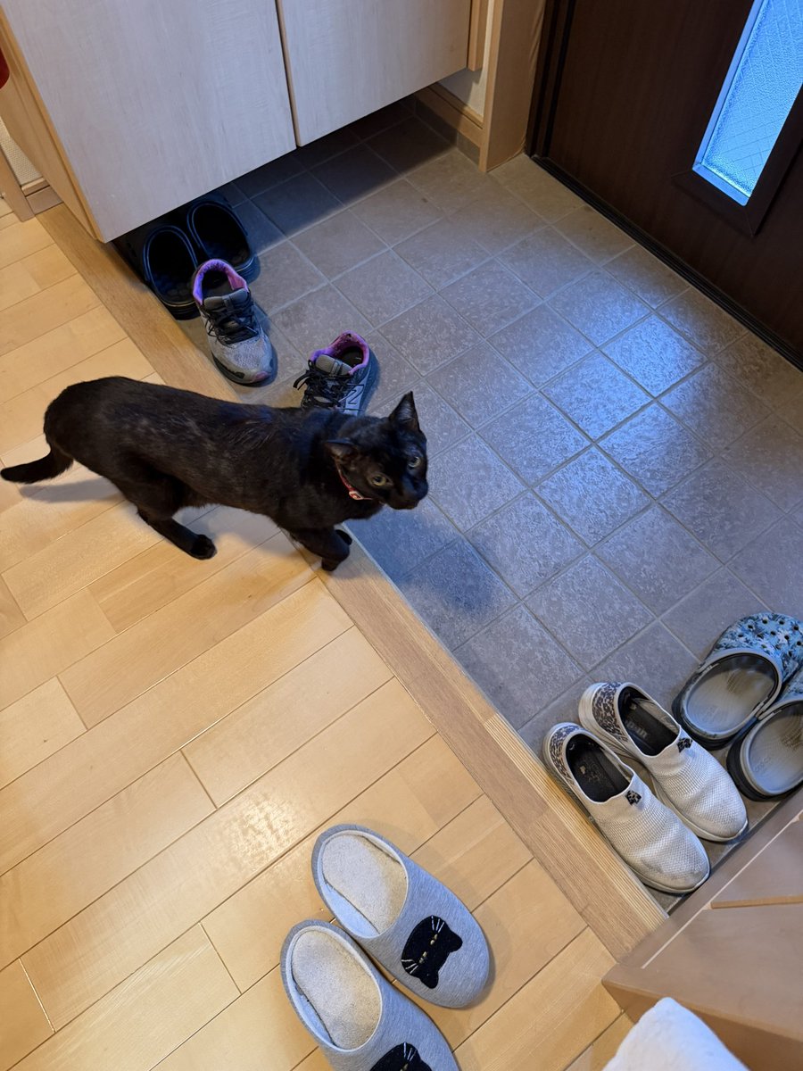 Hisae331207's tweet photo. 工事は明日までらしい
一部完成した手すり
家の中から知らないおじさんが居なくなって色々チェックしているふたり😺
明日も来るらしいよと教えたい

#保護猫 #黒猫 #猫のいる暮らし 
#猫好きさんと繫がりたい https://t.co/JwR7K1NYkm