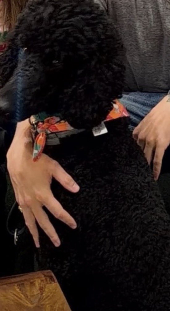 dunkirkrrygf's tweet photo. This dog mogging EVERYONE like “yeah he’s holding me like this. You wish that was you huh?” https://t.co/lSxGJtsV3s