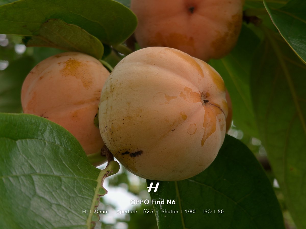 degai_Gadget's tweet photo. Shot on OPPO Find N6 | Master Mode (No Retouch)
📍 青森県八戸市 こどもの国 https://t.co/rUvpdnJe6F