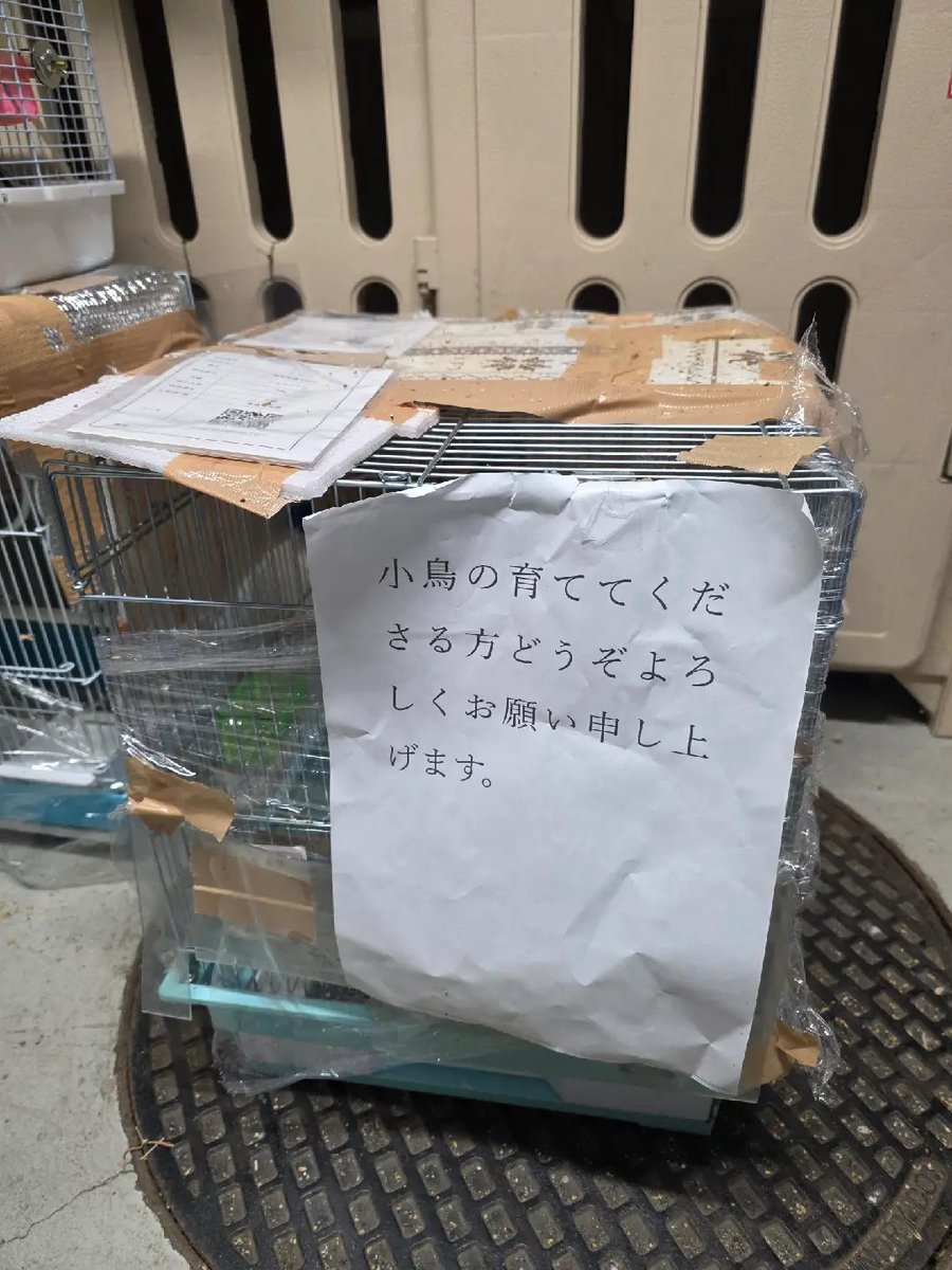 Bridge_f_birds's tweet photo. 厚別警察署からの依頼で、本日セキセイ4羽、十姉妹2羽を保護いたしました

10/12（月祝）未明に北海道北広島市東共栄4丁目　ゴミステーション内に10羽が遺棄され、うち文鳥2羽はすでにお迎え先が決まりました

現在6羽は私の自宅にて対応をしております
施設のお世話他、ご協力の程お願いいたします https://t.co/R6DvvI9RBe