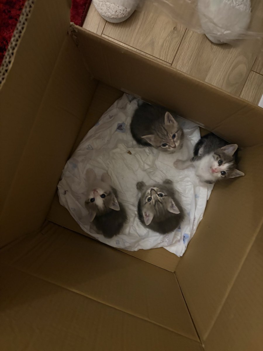 nilgunnyy's tweet photo. Bu güzellikleri kim sahiplenmek ister? Anne kediyi kısırlaştıracağımız için bir süredir evde misafir ettik. Bebekler haftaya 2 aylık olacak. Artık sahiplendireceğiz. İsteyenler lütfen ulaşsın, bu soğuk havalarda dışarı salmak istemiyorum🙏🏻😔 #kedi #yuva
Yer: İstanbul/Başakşehir https://t.co/l2dtWCoFv0