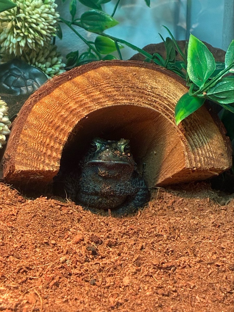 sincityfrog's tweet photo. My beast #mybeast https://t.co/lWWSXfAoyj